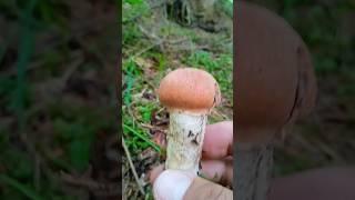 Такі мацюпенькі️ #гриби #карпати #грибивкарпатах