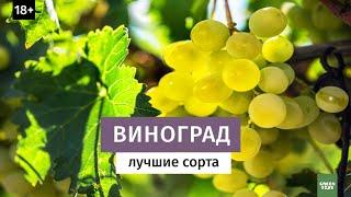 Виноград. Лучшие зимостойкие сорта. Северное виноградарство.