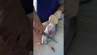 Expert Fish Cutting: What’s This Fish Called in Your Region?