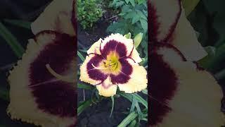 #daylily #flowers #лилейник #garden #beautiful #plants #nature #miracle #природа #многолетники #сад