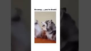 Oh my Huskies! 