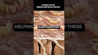 Is it possible to regrow damaged cochlear hair cells? #audiologist #audiology #hearingloss