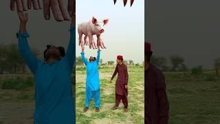 bakra lari bado badi ||#bakramandi #bakraeid2025  #badobadi