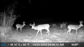 Deer Cam Captures BEST Rut You Ever HEARD! (2 months in 15 mins)