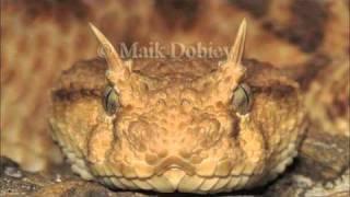 Arabian Horned Viper