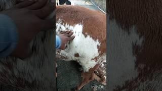 Diagnosis of Rumen impaction in heafer?#shortsvideo#youtubeshorts#funnyvideo#viralvideo#vlog#trendin