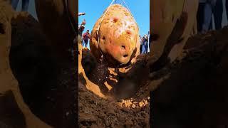 Wow, I dug into a super big potato#farm #farming #fruit #satisfying #farmer #nature