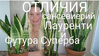 ОТЛИЧИЯ сансевиерий Лауренти и Футура Суперба #сансевиерия #sansevieria #сансы