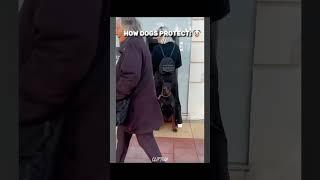 How dogs protect vs Cats  | #edit  #dogs  #cat  #newyork  #usa