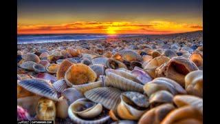 Seashell Sounds ASMR Seashell Gentle Scraping & Scratching Noises