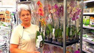 SECRETS OF CHOOSING ORCHIDS IN THE STORE: A must-see for beginners! Pleasure from the purchase!