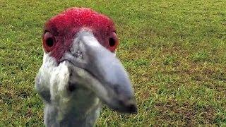 You Won't Believe the Birds! - Markee Dragon IRL - Don't Eat My Camera Please.  :)