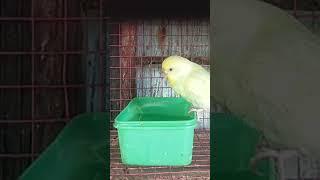 Bird blog#parrot #budgies #birds #pets #shorts #youtubeshort