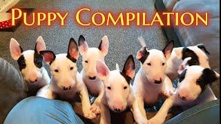 EPIC Bull Terrier PUPPY compilation