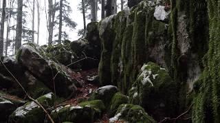 Relaxing Sound of Rain and Wind in Forest 2 Hours / Rain Drops Falling From Trees and Moss