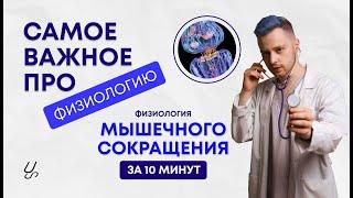 Физиология мышечного сокращения | Электромеханическое сопряжение