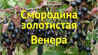 Смородина золотистая венера. Краткий обзор, описание характеристик, где купить саженцы ribes aureum