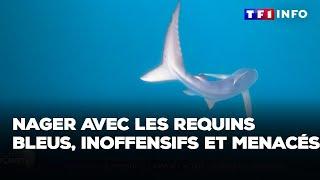 Nager avec les requins bleus, inoffensifs et menacés