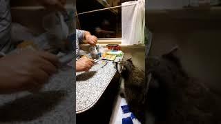 Енот Илюша в ожидании ужина