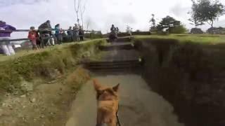 Carlanstown novice hunter trials