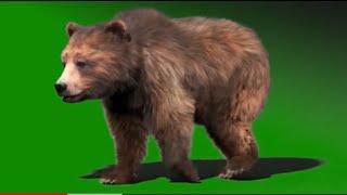 bear green screen background bear walk cycle || Green screen video