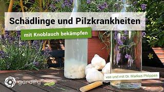 Praktisches Hausmittel: Knoblauch gegen Schädlinge und Pilzkrankheiten | gardify Tipps