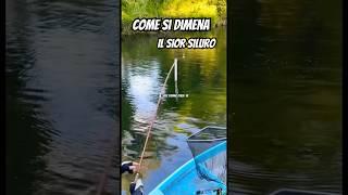 SILURO in canna   #shorts #fishing #catfish #pesca #siluro #pescare #reelfishing #viral #ticino