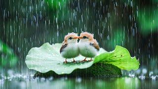 Music for Emotional Cleansing ~ Rain Sounds and Birds Singing to Clear Anxiety and Refresh the Soul