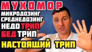 Как Принимать Мухомор. Стадии Погружения. Микродозинг. Трип. Бедтрип. Смерть Эго