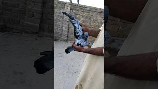 Pigeon Catching Video️ #pigeon #youtube #bird #whatsapp #shorts