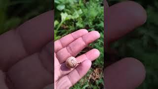 Harvest Mushrooms Fresh Beautiful.#shorts #shortvideo #satisfying #short #garden #nature #gardening