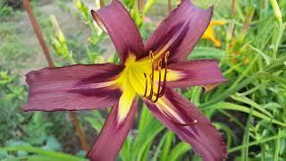 Лилейник Блэк Эрроухед . Hemerocallis Black Arrowhead . Спайдер .