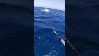 Popping In Paradise  #fishing #nature #fish #sea #pesca #naturelovers