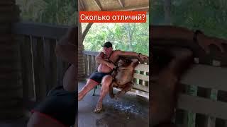 Wohuu wɔn ho wɔn ho) Onipa a ɔwɔ bonsu Они нашли друг друга) Человек с обезьяной