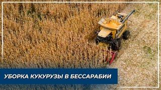 Уборка кукурузы в Бессарабии. Аграрный бизнес Transship Group. Сельское хозяйство Украины