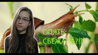 ЧТО ДЕЛАТЬ ЕСЛИ У ТЕБЯ СБЕЖАЛА УЛИТКА?!/КАК НАЙТИ УЛИТКУ?/Спячка улиток ахатин 