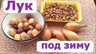 342. Три причины посадить лук под зиму