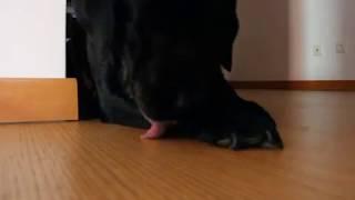 ASMR - black labrador licking his paws