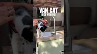 Van cat - hike with us! #vancat #vanlife #vanbuild #vanconversion #diycamper #vantravel #tinyhome