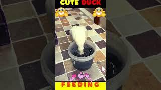 Feeding Duck #viral #cuteanimal #feeding #ytshorts #pets