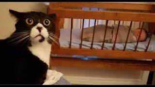  What the hell is he doing here?!  Videos of funny cats and kittens for a good mood! 