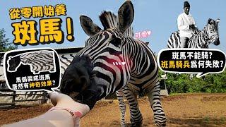 【從零開始養】斑馬!超無俚頭!斑馬不能騎?斑馬騎兵為何失敗?馬偽裝成斑馬居然有神奇效果?【許伯簡芝】