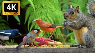Cat TV for Cats to Watch   Playful Chipmunks Squirrels and Birds ️ Videos for Cats to Watch