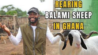 DO YOU KNOW ABOUT THE BOOMING BUSINESS OF SHEEP FARMING IN AFRICA?