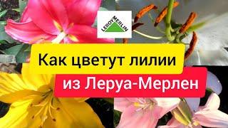 Лилии из Леруа | отзывы /результат | Как цветут лилии в саду | Пересорт 