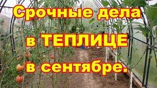 Срочные дела в теплице в сентябре,делаем обязательный плодосмен!!!