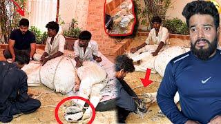 MY COW FOOT KHUR CUTTING  | COW HOOF GONE WRONG | SYED FAHAD
