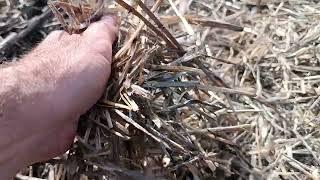 No-Till Не робіть такого‼️неправильний посів сої‼️