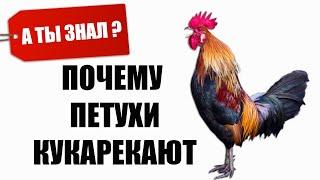 Почему Петухи кукарекают Каждое утро