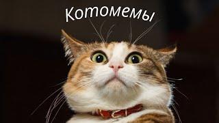 Лучшая подборка мемных котов — смех до слёз!  | Эпичные котомемы 2025